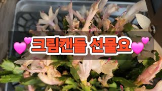 24,12,29#다양한 #수입게발  #가제발선인장 #꽃피는염좌 #공주농원