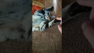 飼い主の指をブロックしたい猫 #アメショー #猫動画