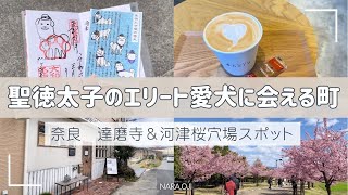 【奈良/達磨寺＆河津桜】いつの時代も犬は最高【30代ぶらり旅/観光/カフェ/馬見丘陵公園でお花見】