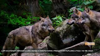 LUPI SCATENATI: SBRANATA UNA MANZA A MONTE CORNO, PREDATO UN MUFLONE A FOZA | 19/08/2023