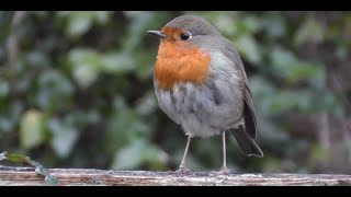 Robin In the Rain. Fira Beck (Firangiz Ragimbekova)