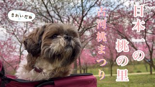 【シーズー】お花見したよ🌸日本一の桃の里！古河桃まつり♪