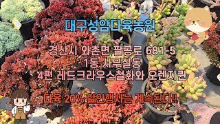 대구성암다육농원    1동 사무실동  -  4편 레드크라우스철화와 오렌지퀸