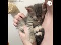 A kitten falls asleep in owner's arms🐱💕💤 [PECO TV]