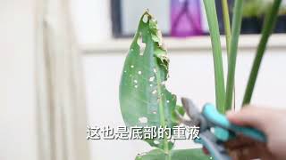 鹤望兰怎么修剪？园艺师教你，鹤望兰的实操修剪技巧