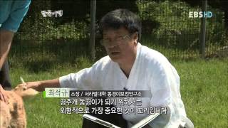 한국기행 - Korea travel_경주, 3부 신라 천년의 명견, 경주개 동경이_#003