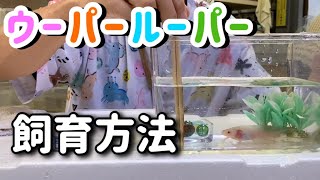 ウーパールーパーの飼育方法【チビウパ】(ウーパールーパーの館)