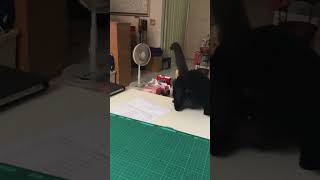 逗貓棒動作大一點的話，￼Kuro還是喜歡去追逐￼ #cat #cats #cute #cute cat #shorts