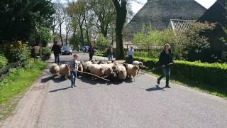 Nieuw weiland voor de ooien en de lammeren