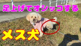 誰も居ない公園で愚痴る犬😟