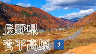 【絶景】地元民が行く長野県の上田菅平の紅葉【ドローン】おすすめスポット場所観光信州旅行ドライブツーリング上田小諸佐久軽井沢空撮