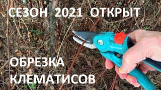 Сезон 2021  открыт.Обрезка клематисов 2 группы