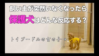 【保護犬と暮らす】飼い主が突然消えるマジックをしたら・・・？【トイプードルのクラン】   4K