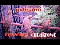 BREEDING CUCAKROWO POLIGAMI