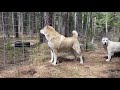 Beware Guardian DOGS! Central Asian Shepherds DOGS on the PROPERTY!