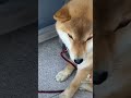 保健所にかえされる犬が死を察する