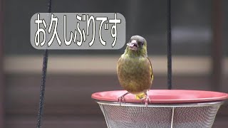 だいぶ慣れて来たシジュウカラさん  久々の登場オオカワラヒワさんたち【越冬給餌】