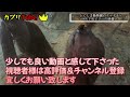 動きまくるナマケモノ ナマケモノ とくしま動物園 徳島 動物園 ビリー 動く ライオン 阿波おどり カプリtube　 japan tokushima