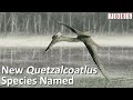 A New Species of Quetzalcoatlus Revealed! | 7 Days of Science