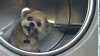 Dog at the Laundromat (feat. Marnie the Dog)