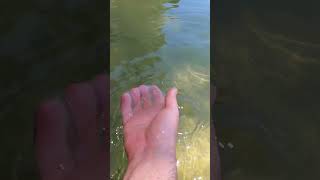 hand catching a jellyfish