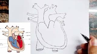 How to draw human heart diagram drawing class 7