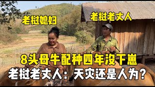 8头母牛配种4年没下一只崽，老挝老丈人急坏了：不行就还回来！