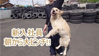 新入社員朝から大ピンチ！ゴールデンレトリバーティト大型犬