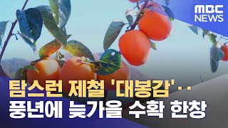 탐스런 제철 '대봉감'‥풍년에 늦가을 수확 한창 (2022.11.09/뉴스투데이/MBC)