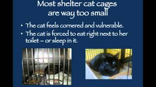 Stress Reduction for Shelter Cats - conference recording