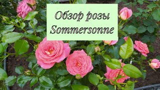 Обзор розы Sommersonne.