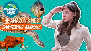 The AMAZON’s Most DANGEROUS Animals | Calling Future Guardians! | AMARUMAYU