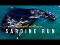 Greatest Shoal on Earth - The Magic of the Sardine Run! 🐟✨