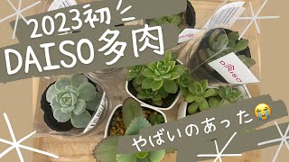 【多肉植物】ダイソー多肉をお迎えしたら、予想外のことが起こった😅こんなの初めてでテンパりました💦