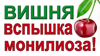 СРОЧНО обработайте косточковые от монилиоза!