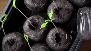 Tomatosphère — Prendre soin de ses plants de tomates