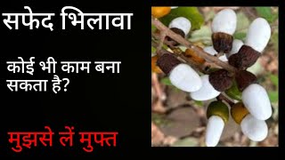 सफेद भिलावा | सफेद भिलावा कैसा होता है | सफेद भिलावा की पहचान | Safed Bhilava | Safed Bhilava kaisa