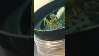 【螳螂】寬腹螳螂吃天牛 Praying Mantis eats Longhorned Beetle