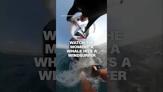 Watch the moment a whale hits a windsurfer #cnn #news #whale #surfer #australia