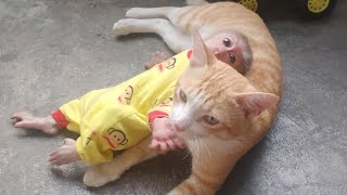 Monkey Cubin eats a boxed lunch with his father at noon and plays with toy cars with his cat,