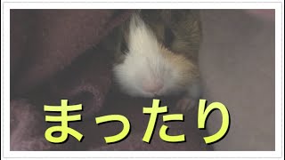 【モルモット】まったり