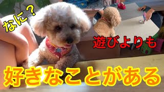 遊び好きの愛犬が他の事に必死になる理由【今日のいちご】トイプードル