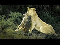 Lioness surprises a baboon