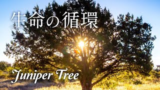 生命の循環～死は終わりではなく新しい誕生だ／瞑想にいい言葉