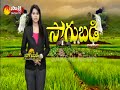 sakshi sagubadi 18th january 2017 polyhouse farming profits and advantages