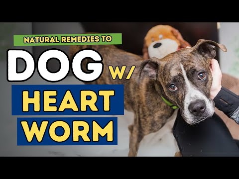 What is equivalent to Interceptor for dogs?