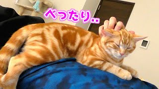 朝から飼い主にべったりくっついて甘える猫たちがかわいい...！