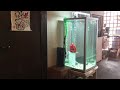 金魚が泳ぐカフェ！奈良県大和郡山市にある柳楽屋の口コミレビュー