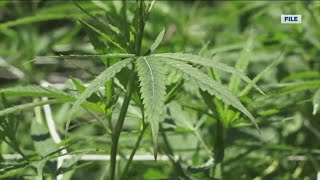 Penalties for possession of marijuana in Wisconsin could be changing drastically