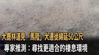 大鹿林道見「馬陸」大遷徙綿延50公尺　專家推測：尋找更適合的棲息環境－民視新聞